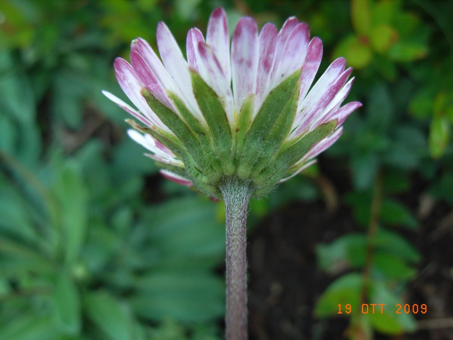 Bellis perennis